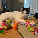 Multi-Piece Cat Toys Mixed Variety Pack