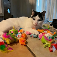 Multi-Piece Cat Toys Mixed Variety Pack