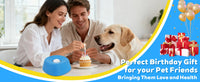 Slow Feeder Dog Bowl & Lick Mat Combo